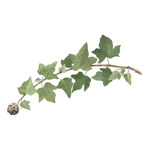 Ivy